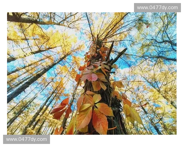 四季直播探索自然之美展现一年四季风光与人文魅力